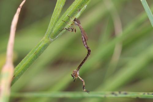 Leptogaster cylindrica