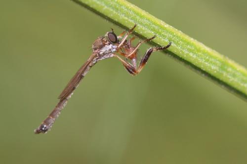 Leptogaster cylindrica