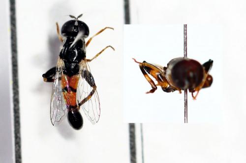 Syritta flaviventris