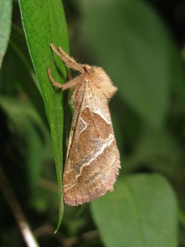 Réf. 191 625 : Triodia sylvina
