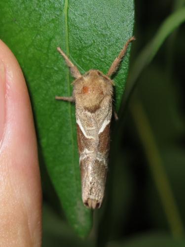 Triodia sylvina