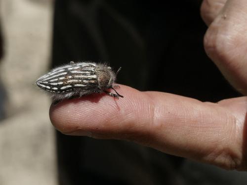 Julodis onopordi sommeri