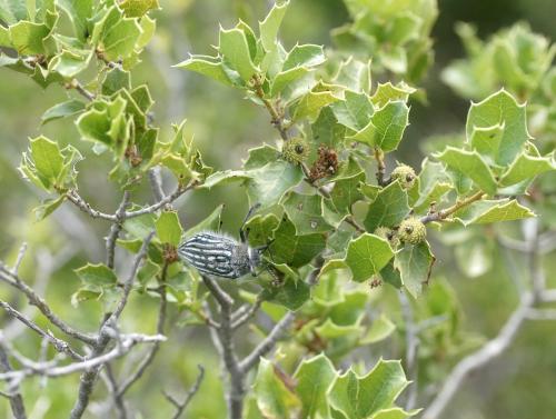Julodis onopordi sommeri