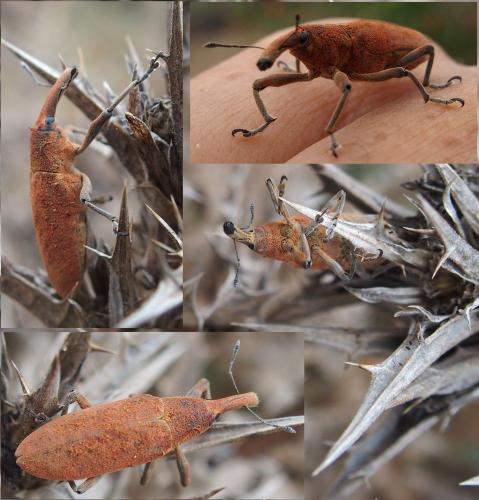 Lixus sp.