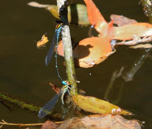 Pseudagrion punctum