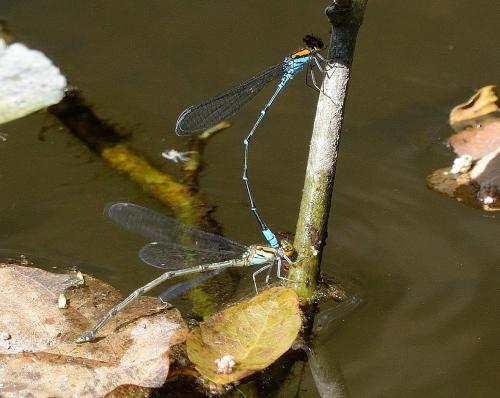 Pseudagrion punctum