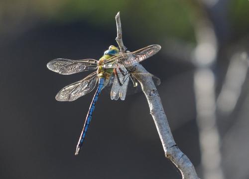 Réf. 191 744 : Anax imperator