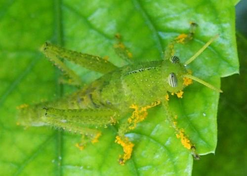 Anacridium aegyptium