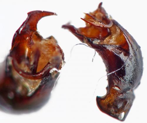 Omaloplia ruricola