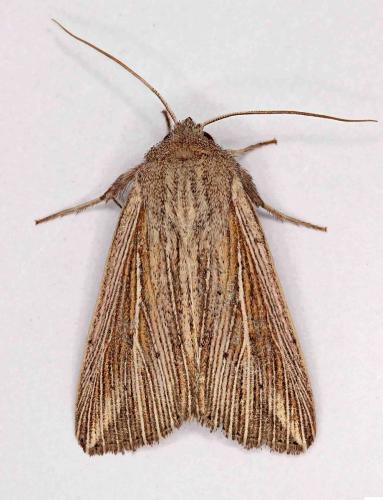 Réf. 191 134 : Mythimna riparia