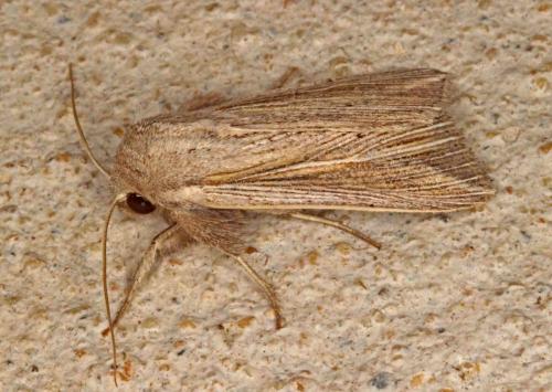 Réf. 191 133 : Mythimna riparia