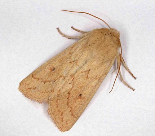 Réf. 191 609 : Mythimna vitellina