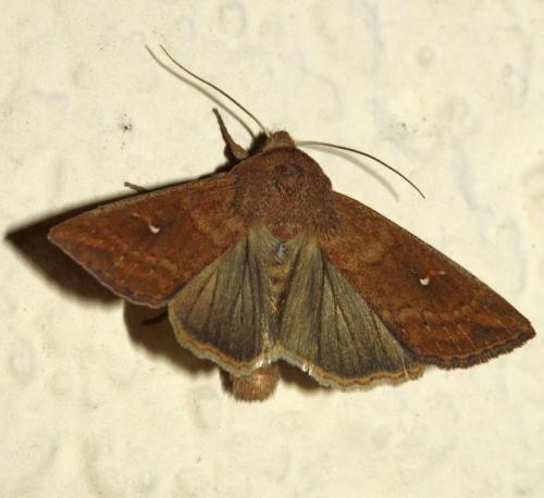 Réf. 191 233 : Mythimna albipuncta