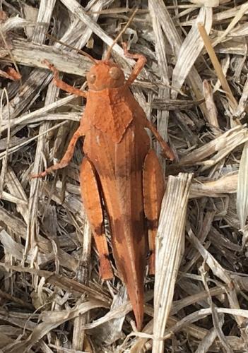 Oedipoda sp.