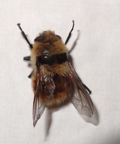 Cephenemyia stimulator