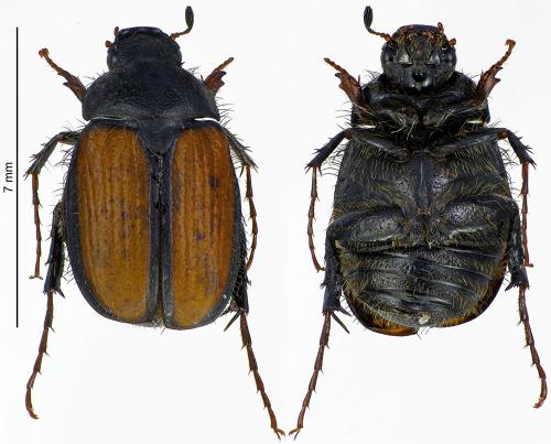 Réf. 191 349 : Omaloplia ruricola