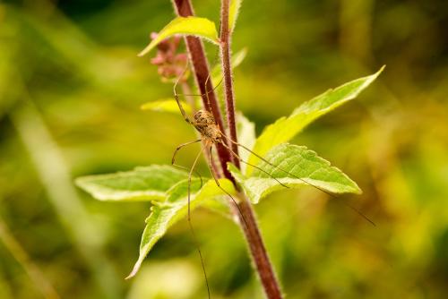 Phalangium opilio