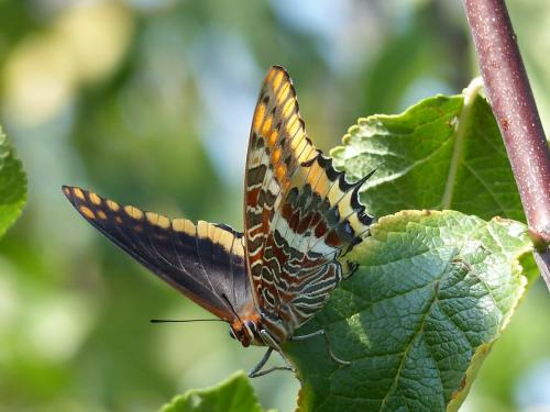Charaxes jasius