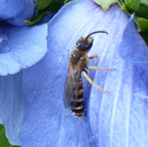 Halictus scabiosae