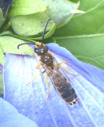 Halictus scabiosae