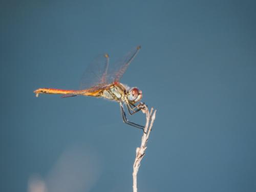 Réf. 191 276 : Sympetrum fonscolombii