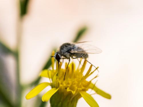 Geron sp.