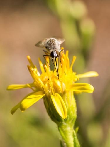 Geron sp.