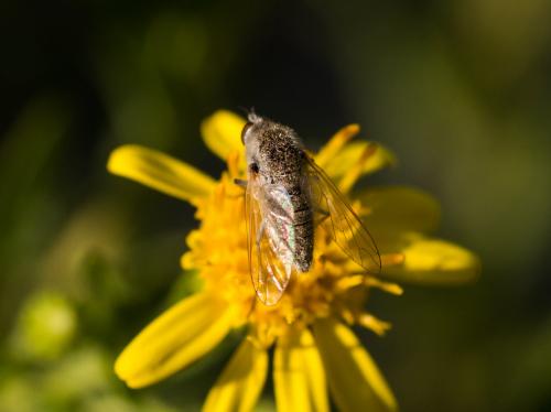 Geron sp.