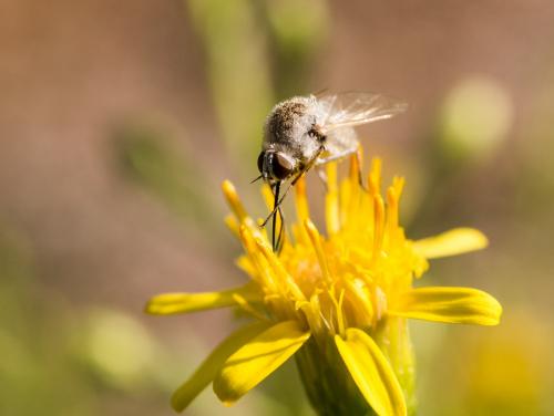 Geron sp.