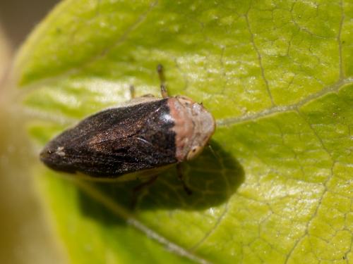 Philaenus spumarius
