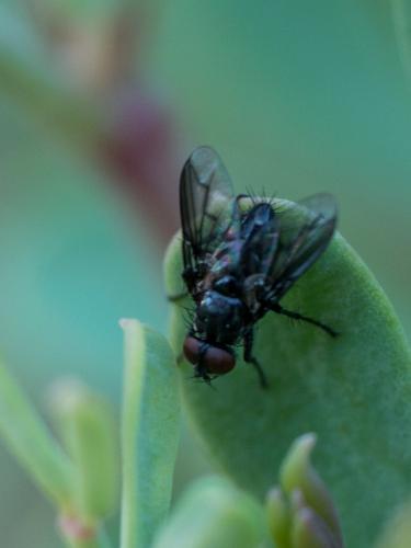 Réf. 191 817 : Nyctia halterata