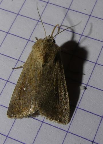 Réf. 191 223 : Mythimna albipuncta