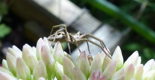 Pisaura mirabilis