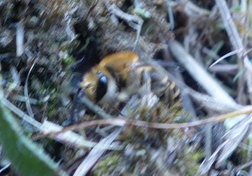 Colletes sp.