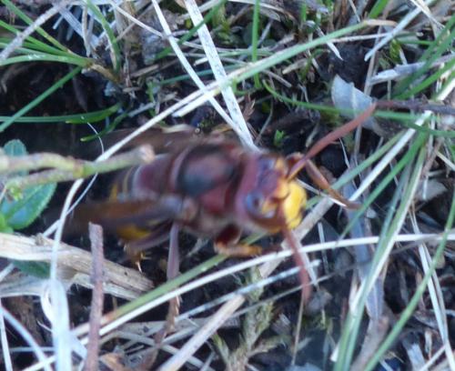 Réf. 191 851 : Vespa crabro