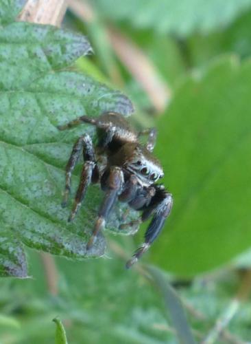 Evarcha arcuata