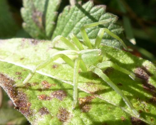 Micrommata virescens