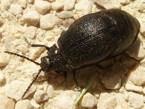 Galeruca luctuosa