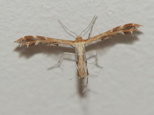 Crombrugghia sp.