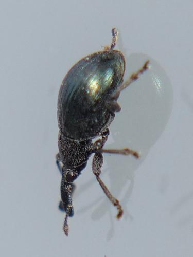 Réf. 191 033 : Aspidapion aeneum