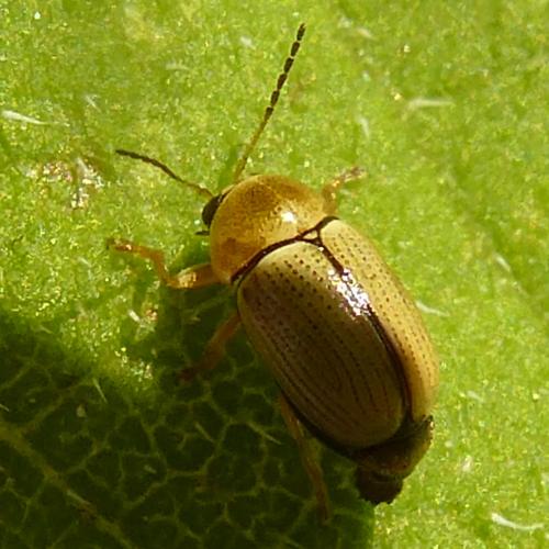 Réf. 191 415 : Cryptocephalus sp.