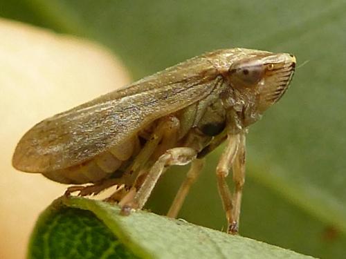Philaenus spumarius