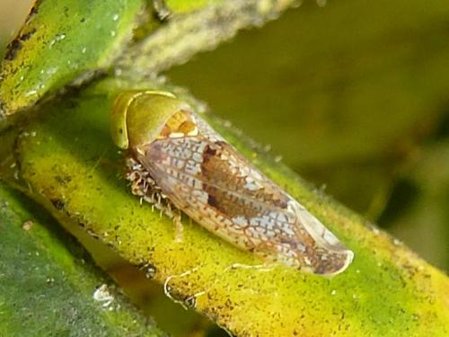 Hishimonus sp.