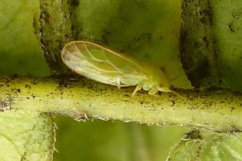 Acizzia jamatonica