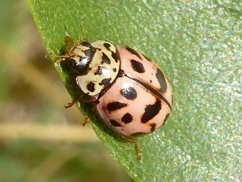 Réf. 191 647 : Oenopia conglobata
