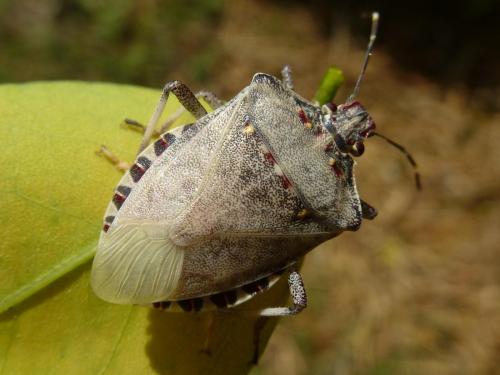 Halyomorpha halys