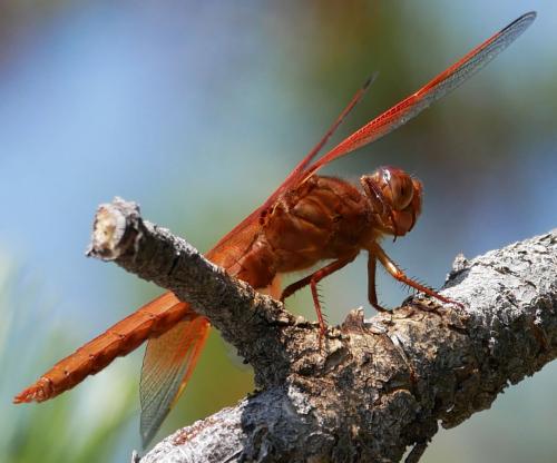 Réf. 191 179 : Libellula saturata