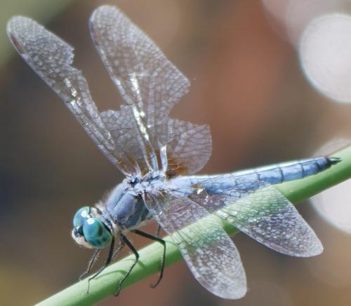 Pachydiplax longipennis
