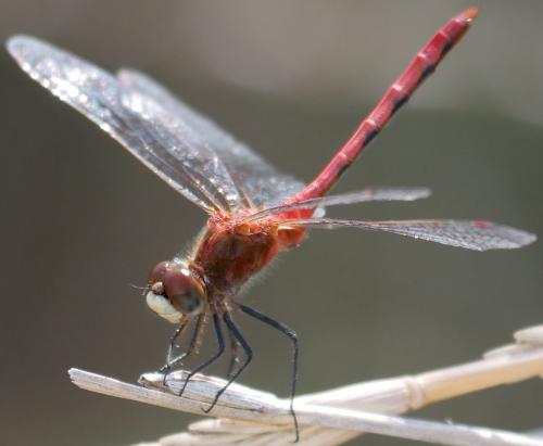 Réf. 191 428 : Sympetrum obtrusum