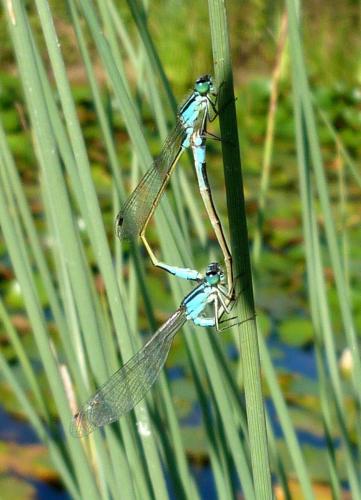 Ischnura elegans